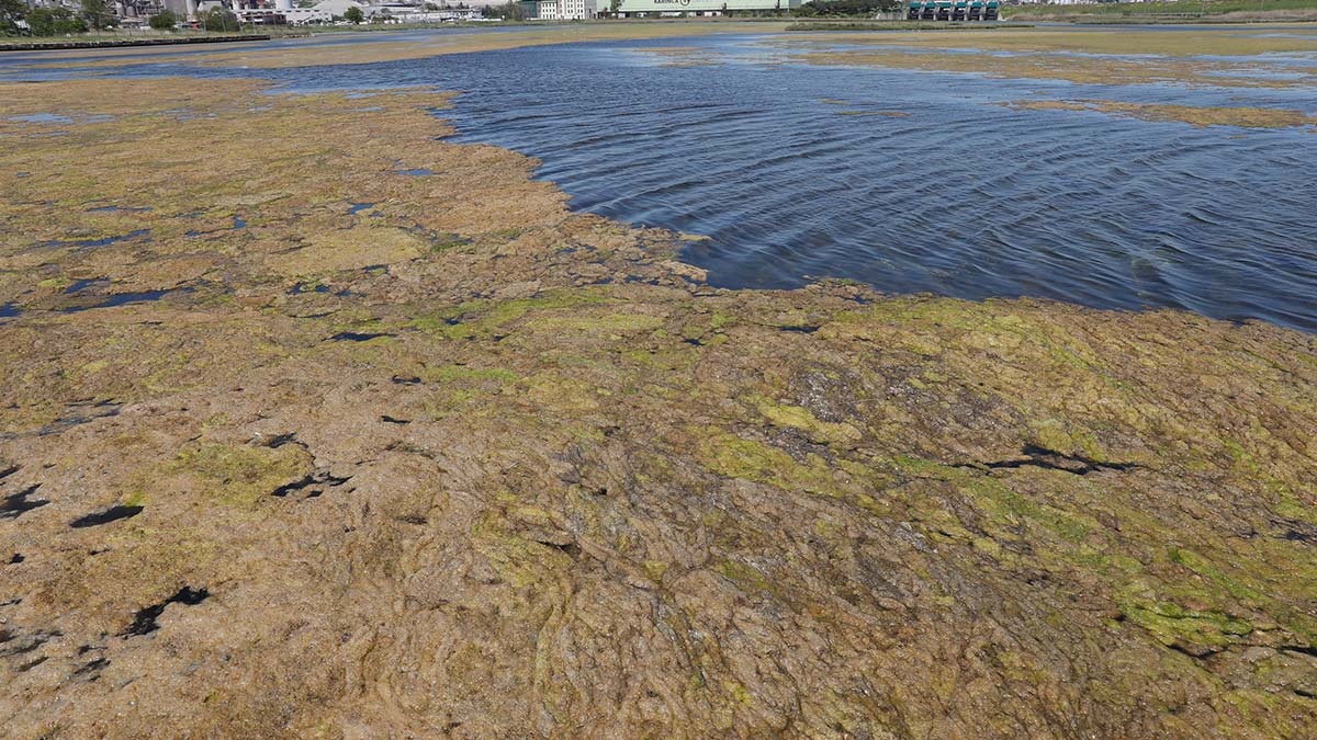 Yosunların sardığı Büyükçekmece gölü için uyarı