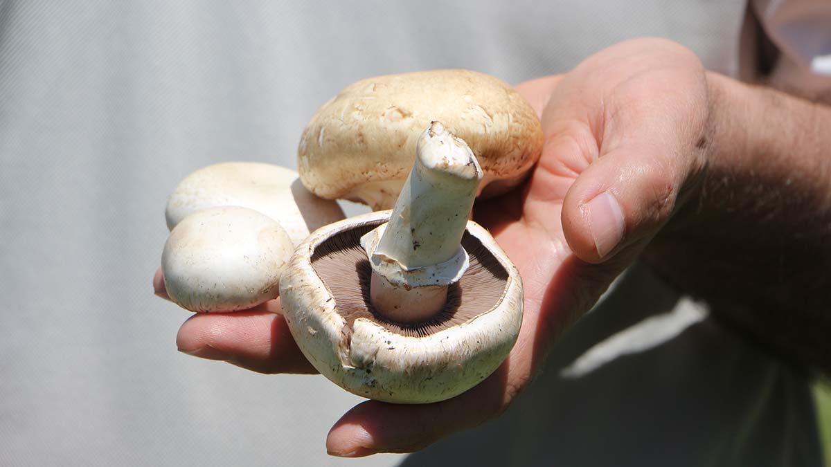 'Zehirli mantarı ayırt etmek zor, uzak durulmalı'