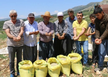 Kuru bezelye sofralarda yerini alacak