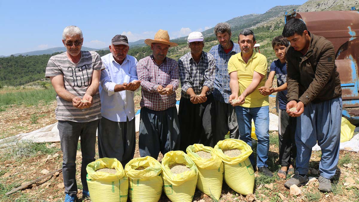 Kuru bezelye sofralarda yerini alacak