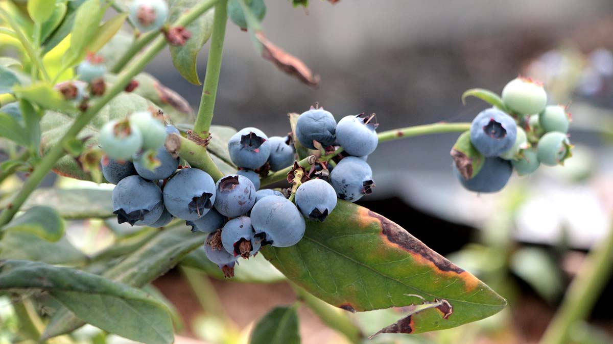 Adana'da yaban mersini üretimi başladı