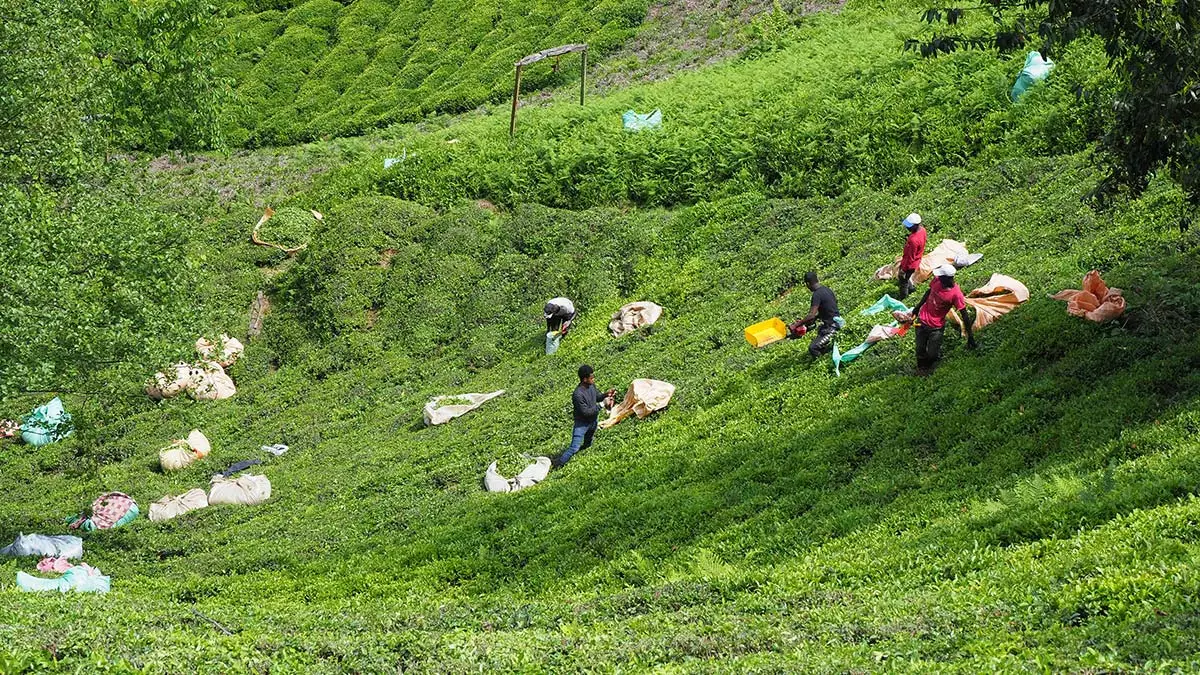 Doğu karadeniz'de yaş çay hasadı sürüyor