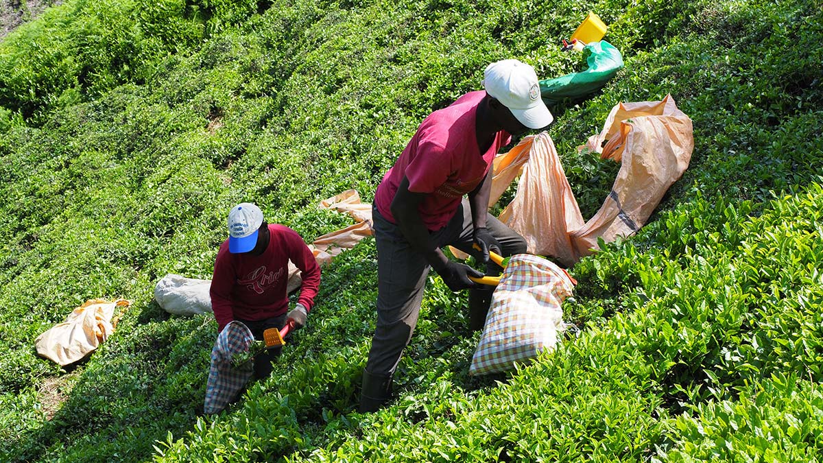 Doğu Karadeniz'de yaş çay hasadı sürüyor