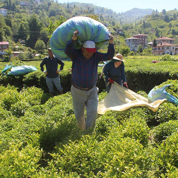 Doğu Karadeniz'deki 4 ilde 830 bin dekar alanda 1 milyon üretici ailenin yaptığı yaş çay hasadı sürüyor. Hasadını kendisi yapamayan üreticiler içinse Türkiye'de oturma izni bulunan Gambiya, Senegal, Sudan ve Zambiya uyruklu işçiler, bu yıl da devreye girdi.