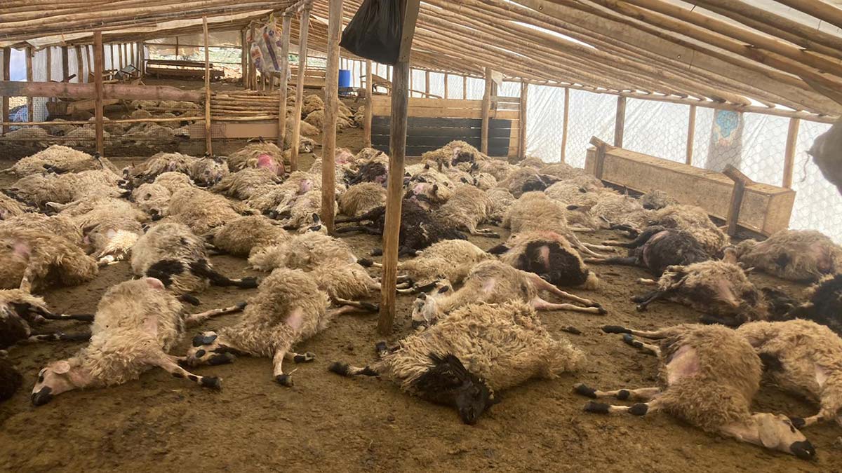 Kurt sürüsü ağıla girerek 200 koyunu öldürdü