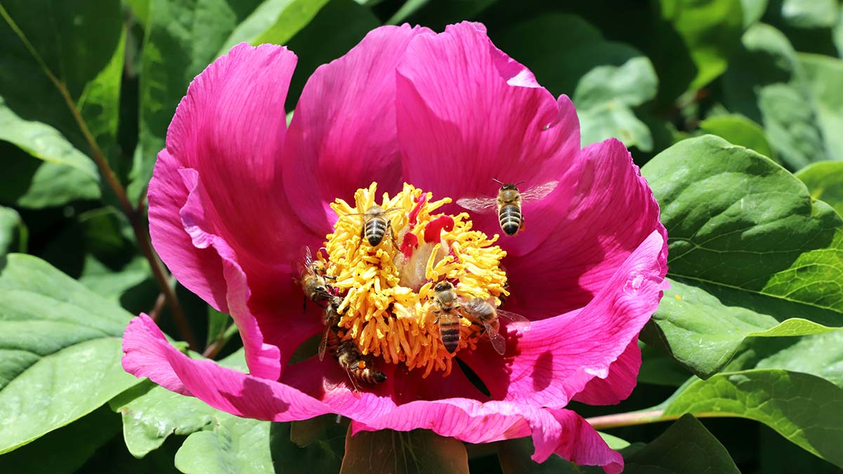 Şakayık çiçekleri açtı; Koparma cezası 109 bin 593 TL