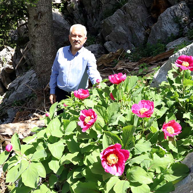 Şakayık çiçekleri açtı; Koparma cezası 109 bin 593 TL