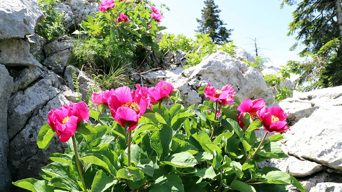Kahramanmaraş'ın Andırın ilçesindeki kayalıklarda şakayık çiçekleri açtı. Endemik tür olan ve koruma altındaki çiçeği koparanlara 109 bin 593 lira ceza kesiliyor.