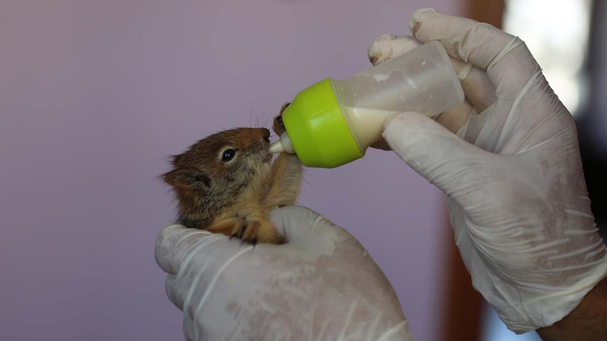 Sincaplar biberonla süt verilerek besleniyor