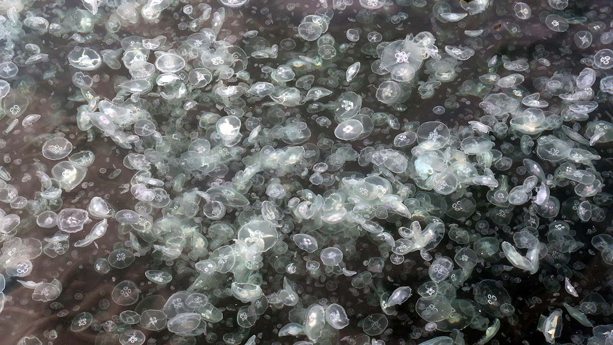 Beşiktaş Arnavutköy sahilinde denizanası istilası tedirginliğe yol açtı. Geçtiğimiz yıl müsilaj tehdidi ile gündeme gelen İstanbul Boğazı'nda, ortaya çıkan bu görüntülerin yanı sıra bir de denize atılan çöpler, görenleri endişelendirdi.