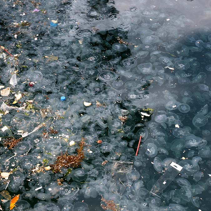 Denizanası istilası tedirgin etti