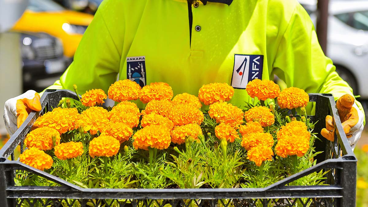 Başkent’in dört bir yanında yer alan rekreasyon alanları başta olmak üzere park, bahçe ve orta refüjlerde peyzaj çalışmalarını aralıksız sürdüren ANFA Genel Müdürlüğü şimdi de özel mülklere peyzaj hizmeti vermeye başladı.