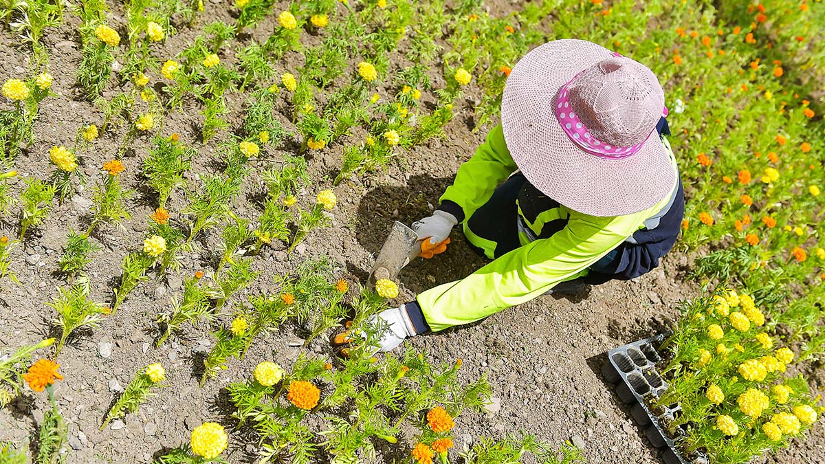 Başkent’in dört bir yanında yer alan rekreasyon alanları başta olmak üzere park, bahçe ve orta refüjlerde peyzaj çalışmalarını aralıksız sürdüren ANFA Genel Müdürlüğü şimdi de özel mülklere peyzaj hizmeti vermeye başladı.