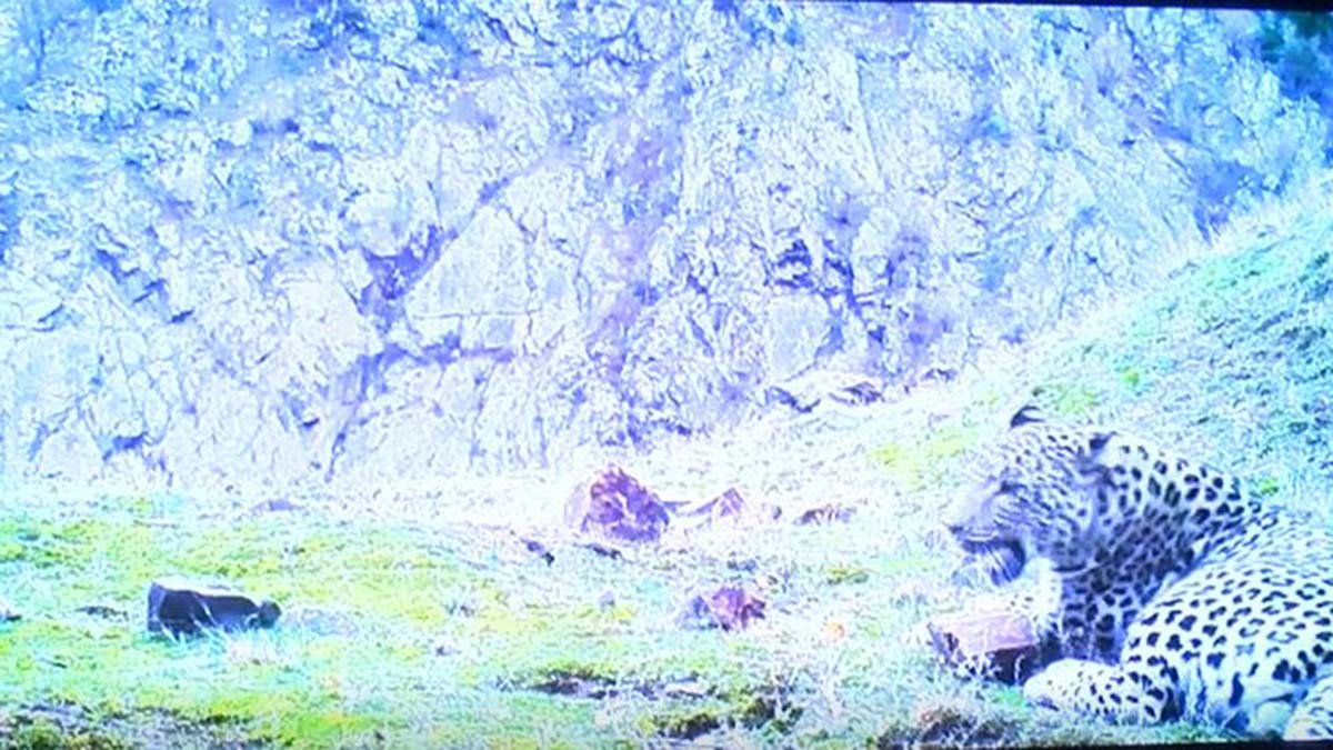 Tarım ve Orman Bakanı Vahit Kirişci, "Ülkemizde en son 1974 yılında görülen ve neslinin yok olduğu düşünülen Anadolu leoparının tekrar görünmeye başladığını artık biliyoruz" dedi.
