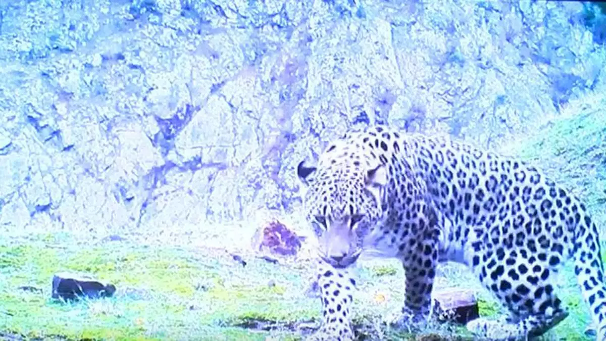 Anadolu leoparı tekrar görünmeye başladı