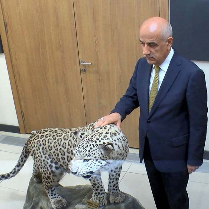 Anadolu leoparı tekrar görünmeye başladı