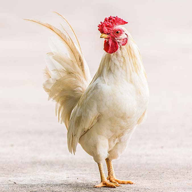 Dünyada en çok kanatlı eti tüketiliyor