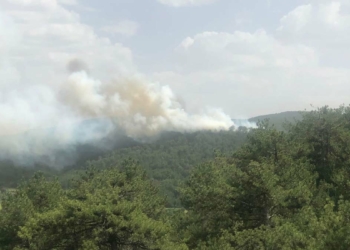 Bolu'da orman yangını