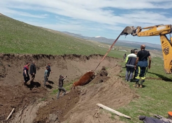 Çamura saplanan inek iş makinesiyle kurtarıldı