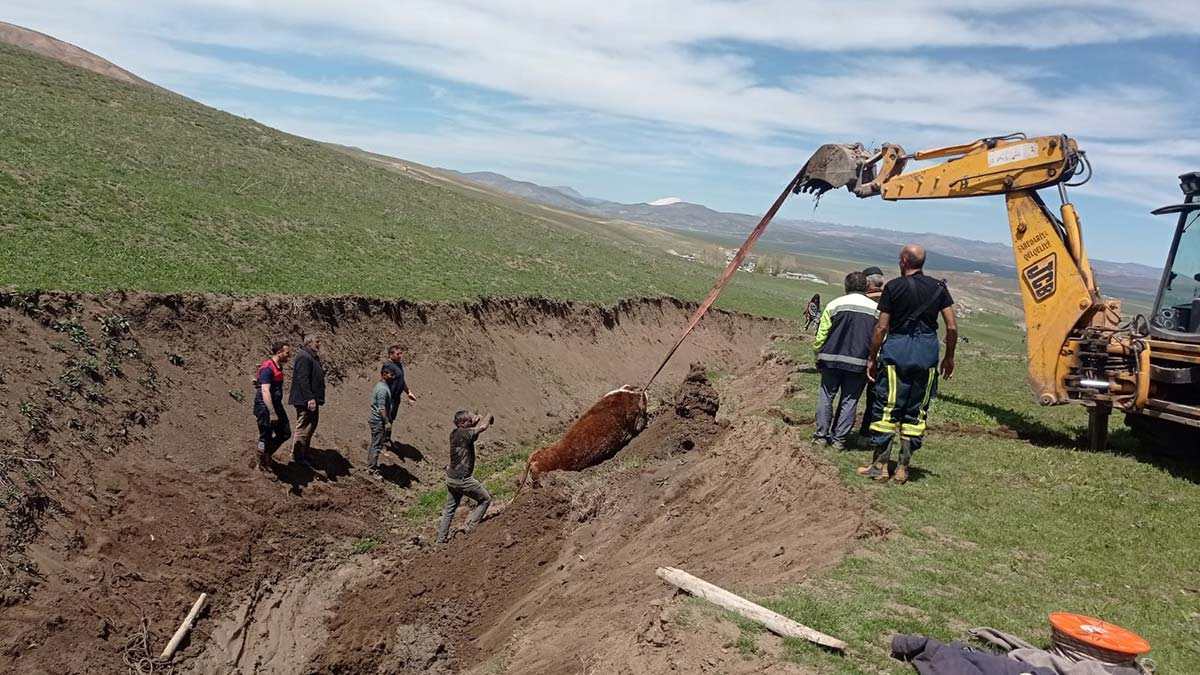 Çamura saplanan inek iş makinesiyle kurtarıldı