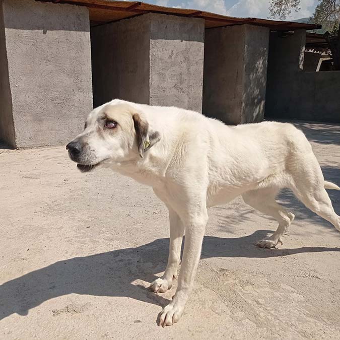 İzmir'in Kemalpaşa ilçesinde yaşayan, şarkıcı Can Bonomo'nun ablası Funda Bonomo (40), çoğu engelli ve kimsesiz 165 köpeğe sahip çıktı.