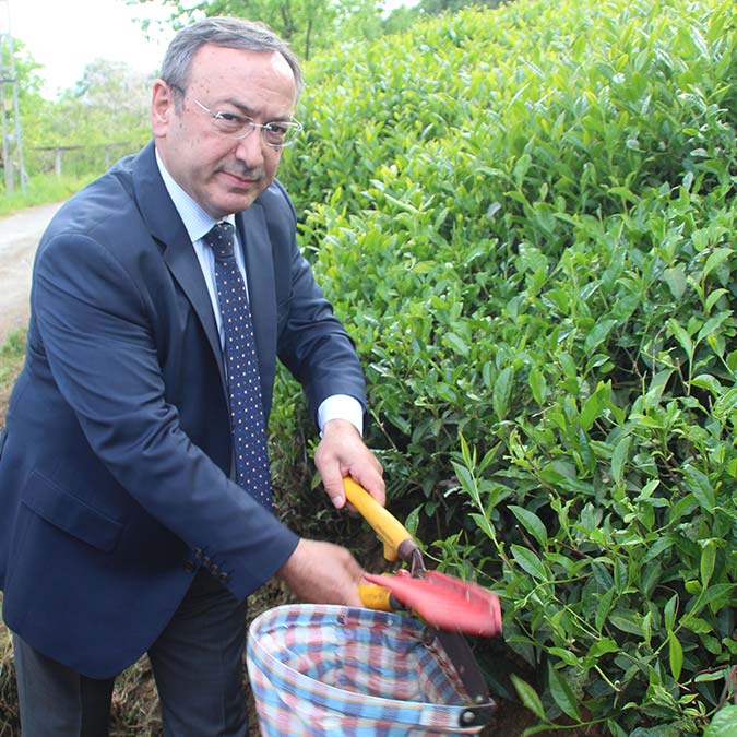 Yaş çay tarımında alım kampanyası