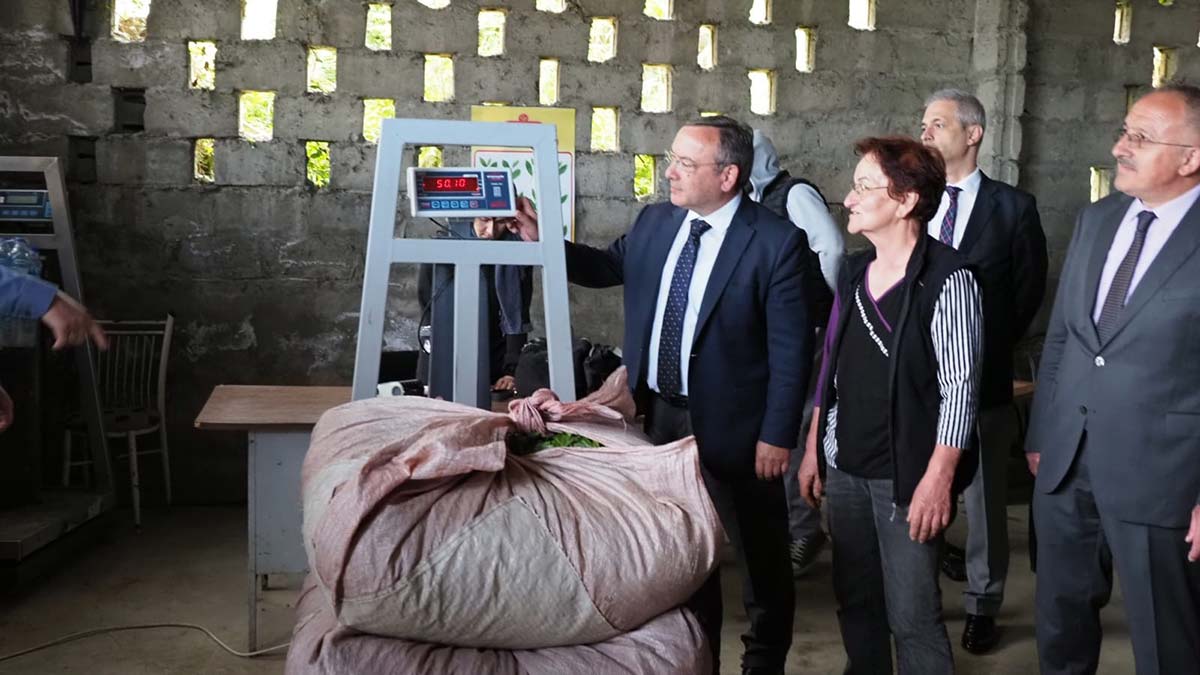 ÇAYKUR Genel Müdürü Yusuf Ziya Alim, Doğu Karadeniz Bölgesi’nde Rize, Trabzon, Artvin ve Giresun'da yaklaşık 1 milyon üretici aile tarafından yapılan yaş çay tarımında alım kampanyasının başladığını açıkladı.