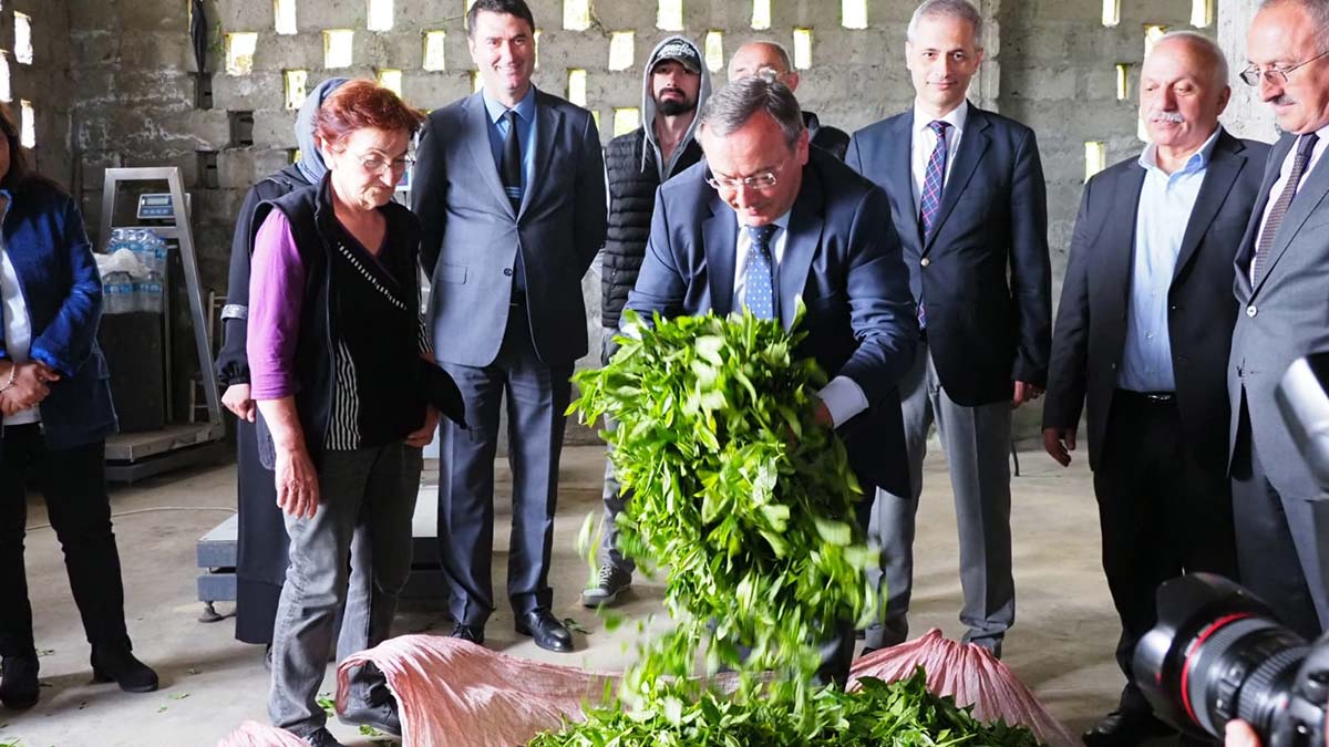 Yaş çay tarımında alım kampanyası