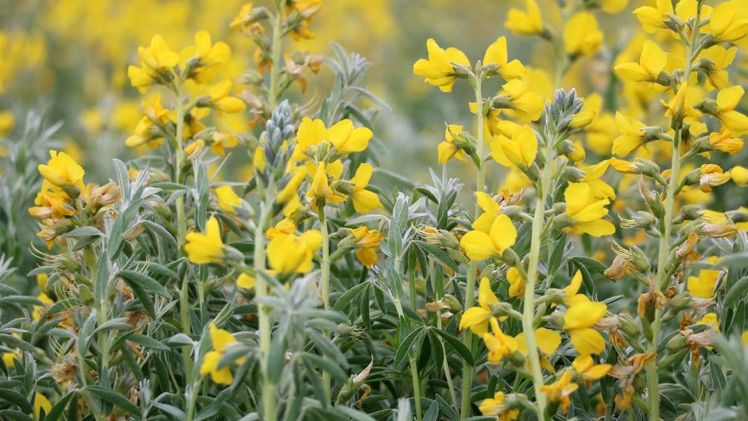 Eber sarısı çiçeğini koparana 109 bin TL ceza