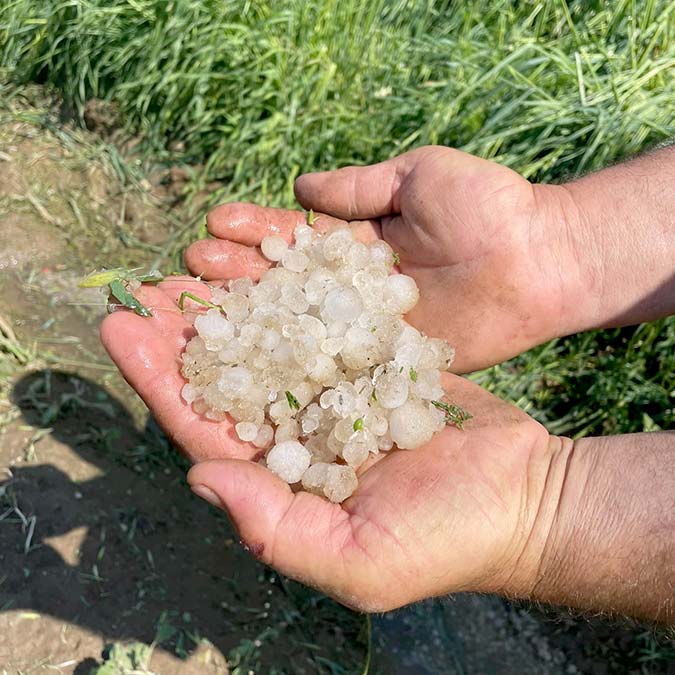 Edirne'de dolu yağışı tarlalara zarar verdi