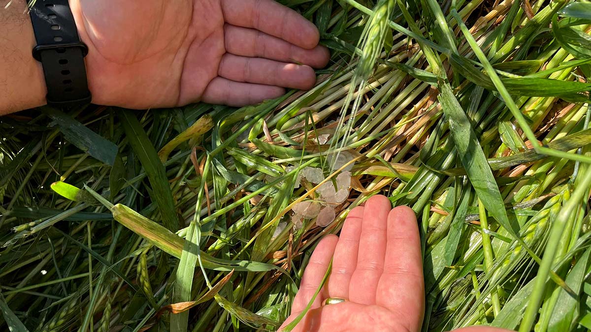 Edirne'de dolu yağışı tarlalara zarar verdi