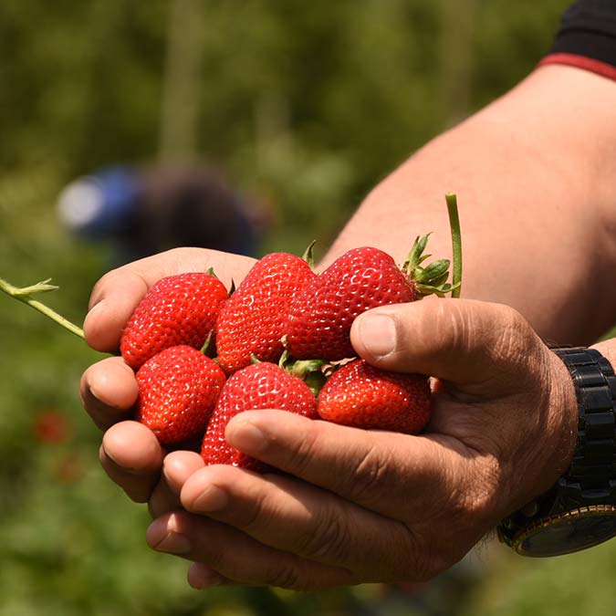 Kurşunlu çileğinde ilk hasad başladı