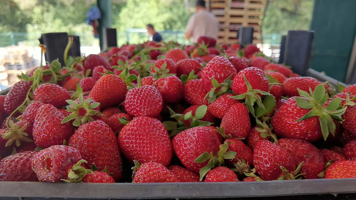 Kurşunlu çileğinde ilk hasad başladı