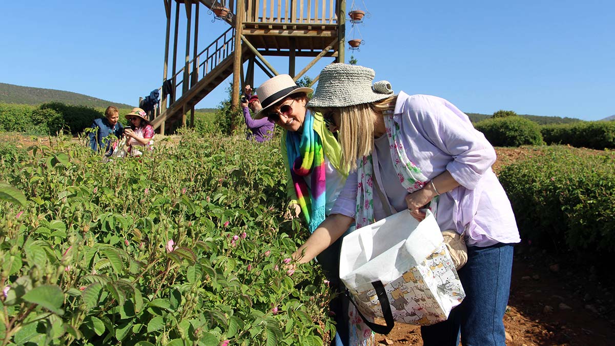 Isparta'da bahçelerde gül hasadı başladı