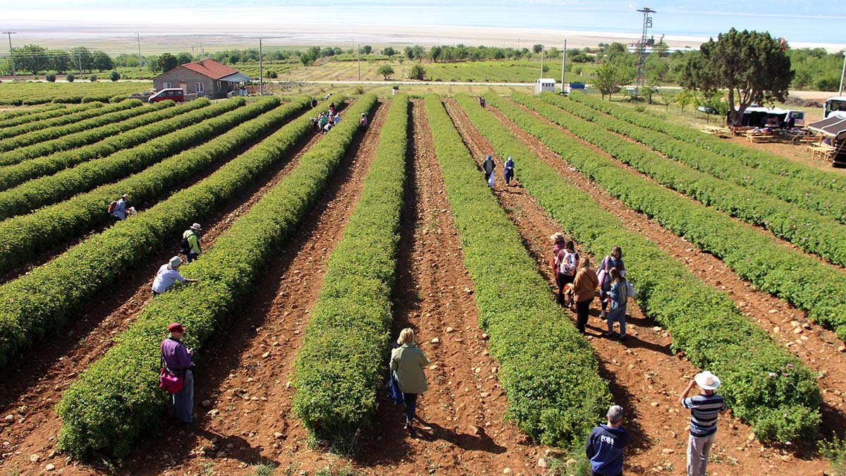 Isparta'da bahçelerde gül hasadı başladı