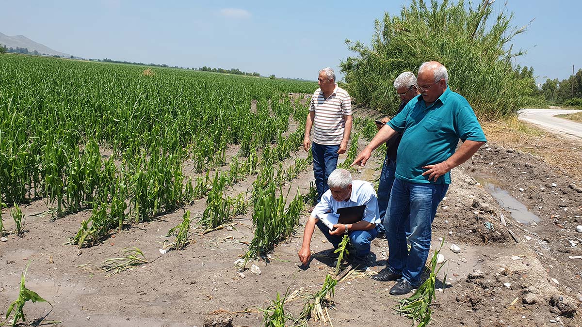 Osmaniye’nin Kadirli ilçesinde dün ceviz büyüklüğünde yağan dolu nedeniyle binlerce dönüm tarım arazisi zarar gördü. Arazide otlayan 25 koyun da öldü. Tarım arazilerinde zarar tespit çalışması başlatıldı.
