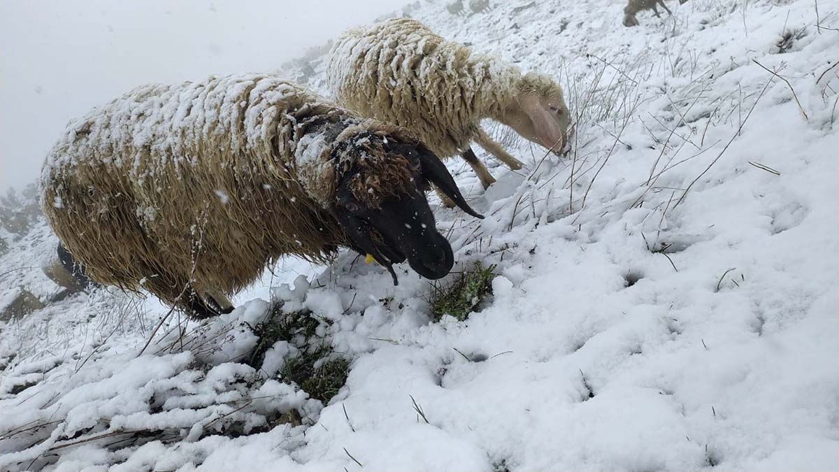 Tipide 500 küçükbaşıyla mahsur kaldı