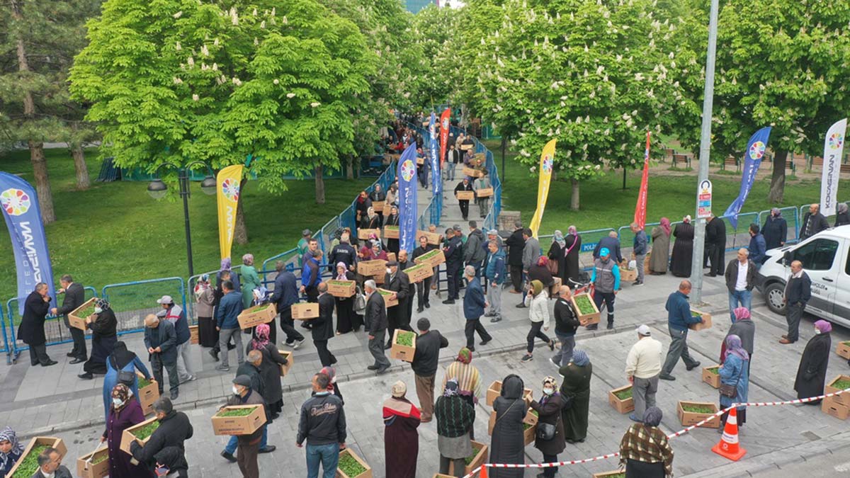 Kayseri'de organik domates fidesi kuyruğu