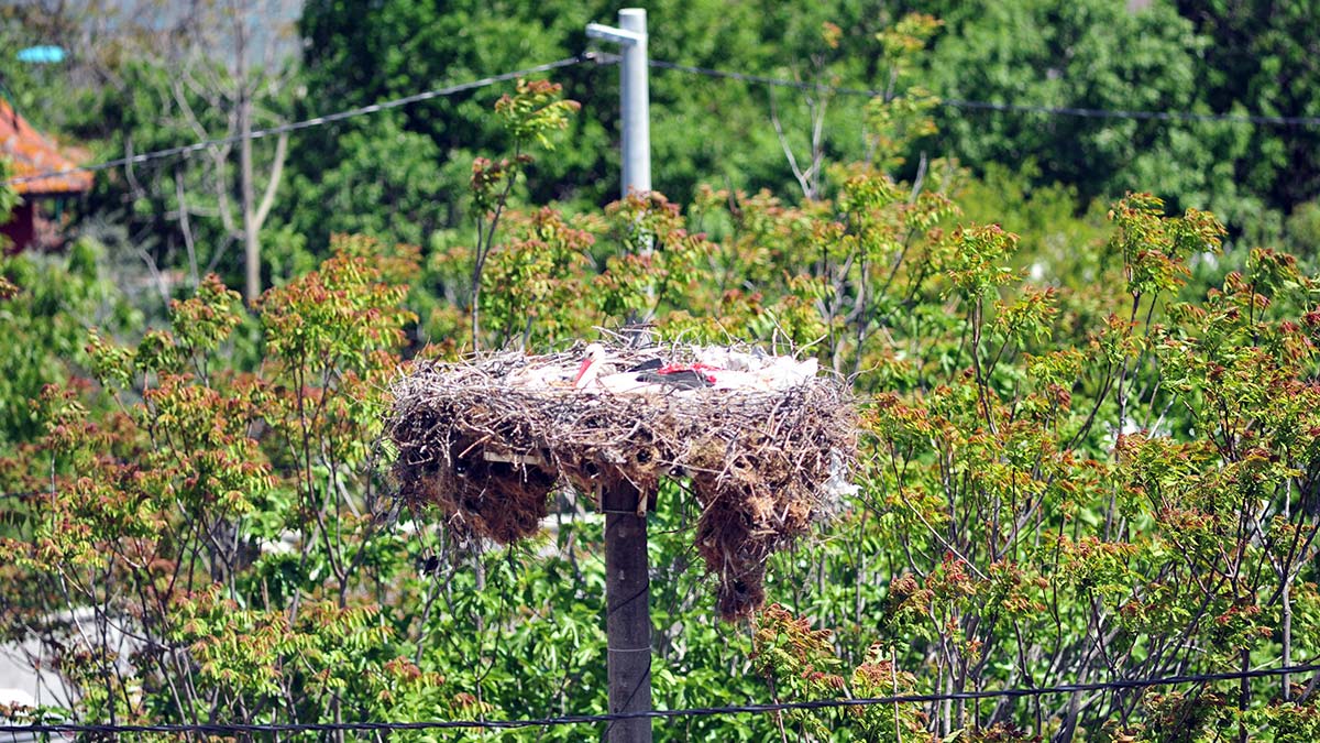Bursa’da yaşayan balıkçı Adem Yılmaz (66) ile dostluğu filme konu olan Yaren leylek yavruları için kuluçkaya yattı.
