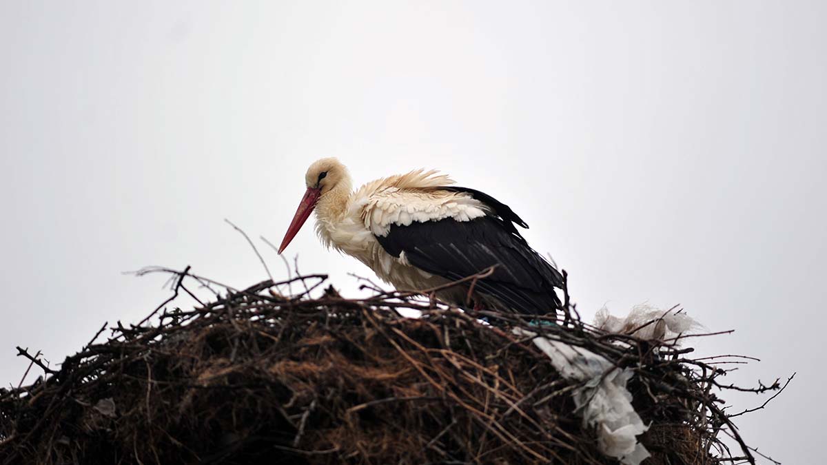 Yaren leylek yavruları için kuluçkaya yattı