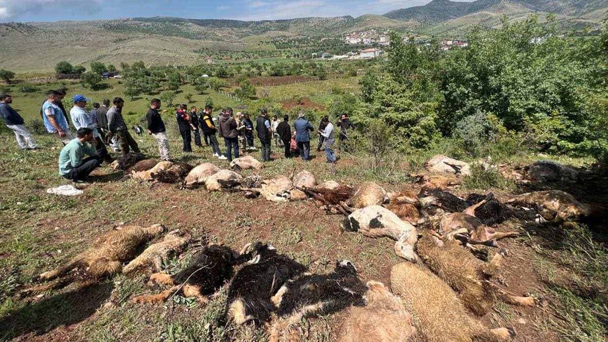 Hayvan sürüsünün üzerine yıldırım düştü