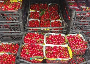 Turfanda kiraz hasadı yapıldı; kilosu 1000 TL