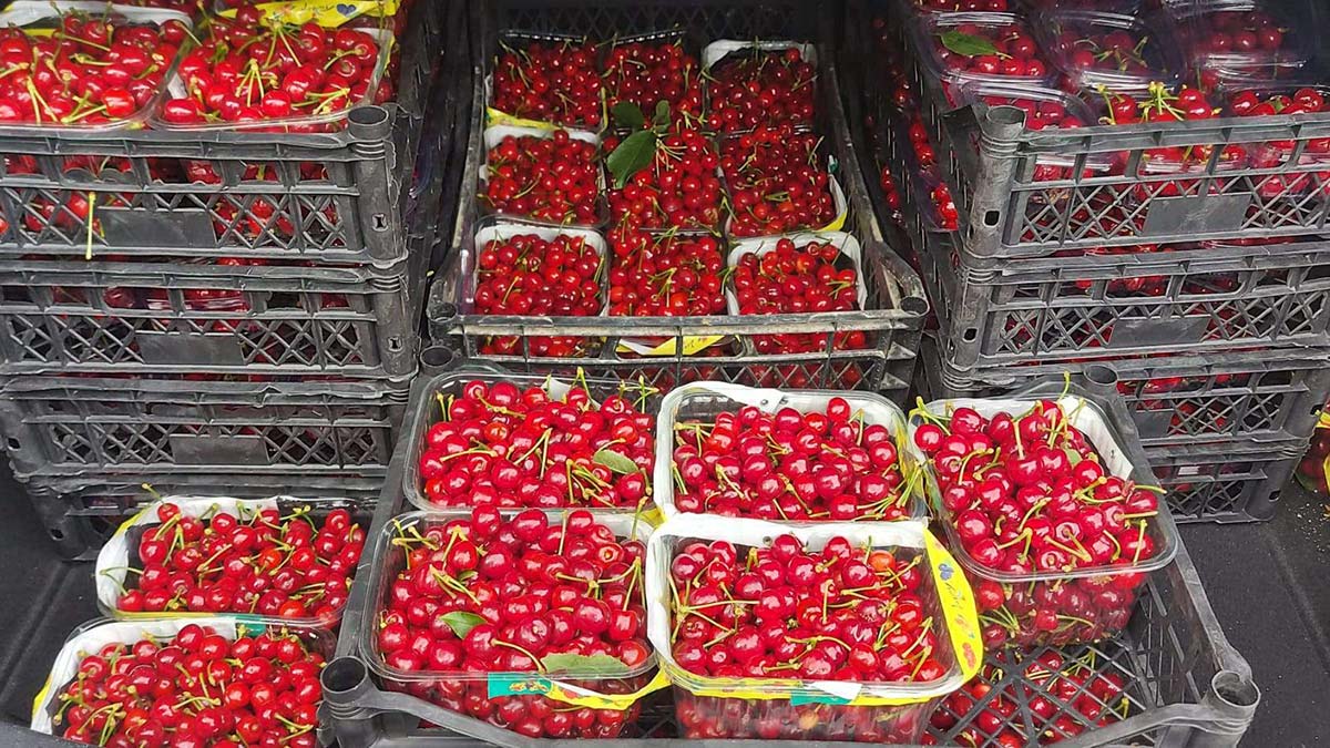 Turfanda kiraz hasadı yapıldı; kilosu 1000 TL