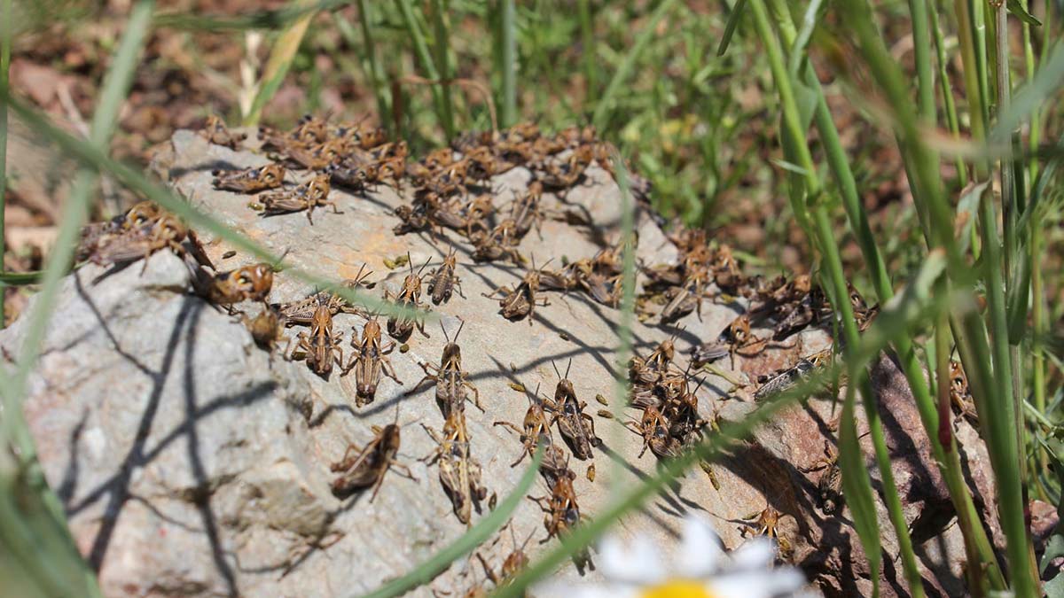 Tarım arazilerinde çekirge istilasına inceleme