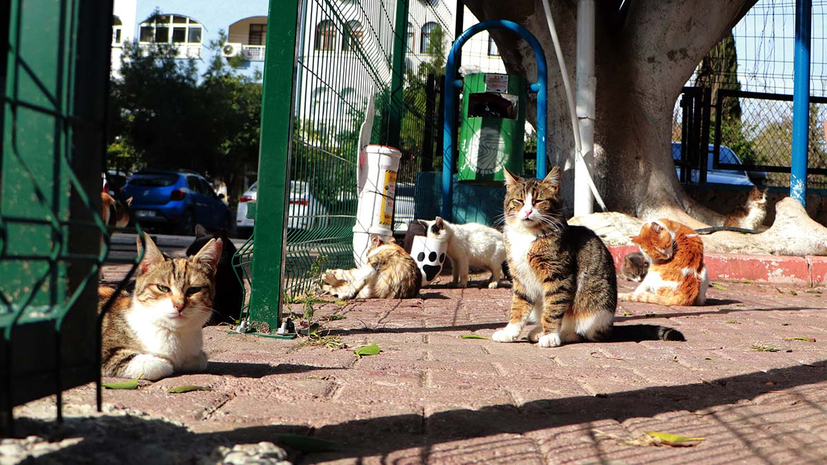 Kedi-köpek mamalarında KDV düşürülsün çağrısı