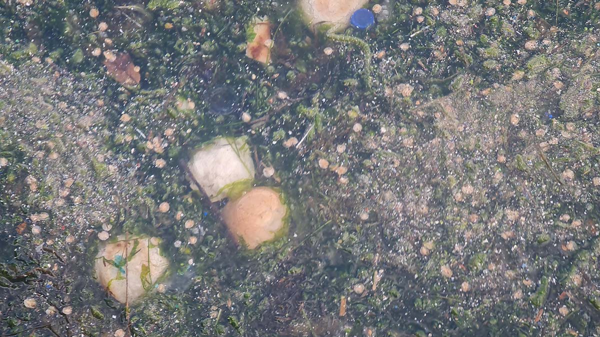 Tütünçiftlik sahili denizanalarının istilasına uğradı