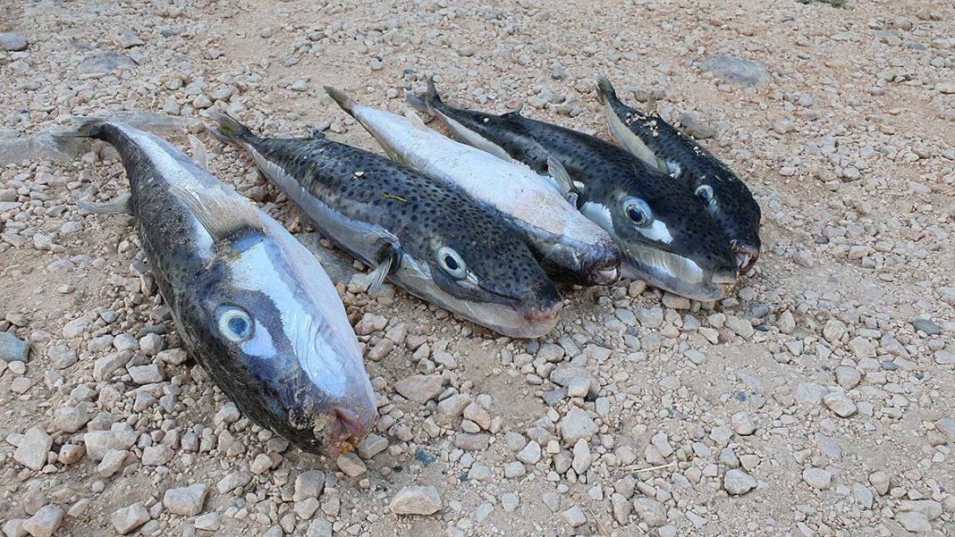 Ölü balon balıklarını yiyen 11 kedi zehirlendi