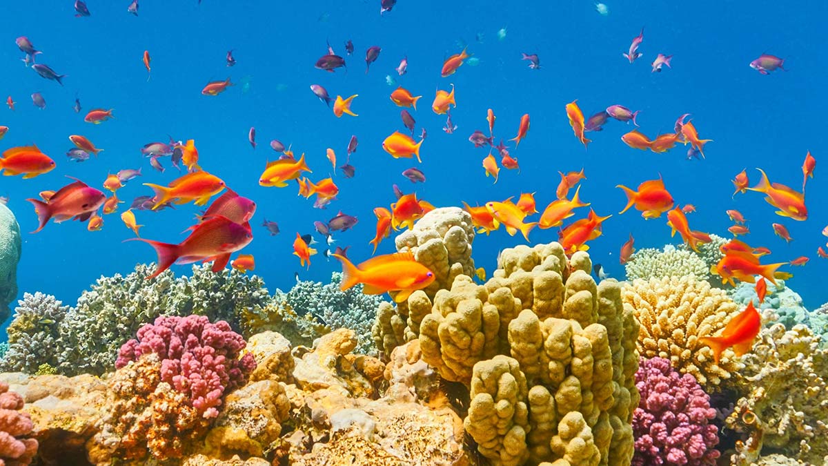 Yurt dışında İtalya ve vizesiz Sharm el Sheikh yoğun ilgi görürken yurt içinde Kapadokya ve GAP turları ilk sırada yer aldı.