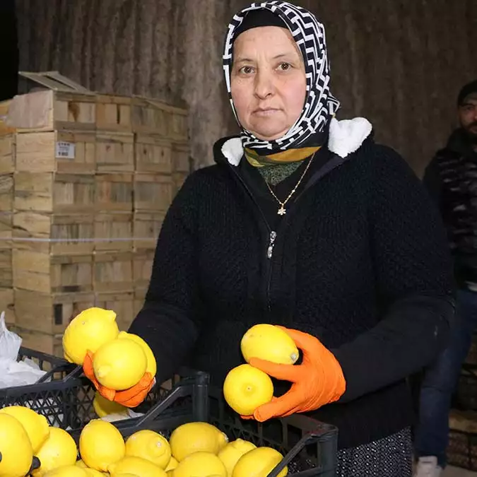 Limon işçisi kadınlar anneler günü'ne çalışarak girdi