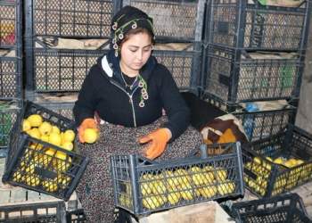 Limon işçisi kadınlar Anneler Günü'ne çalışarak girdi